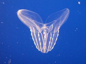 Jellyfish